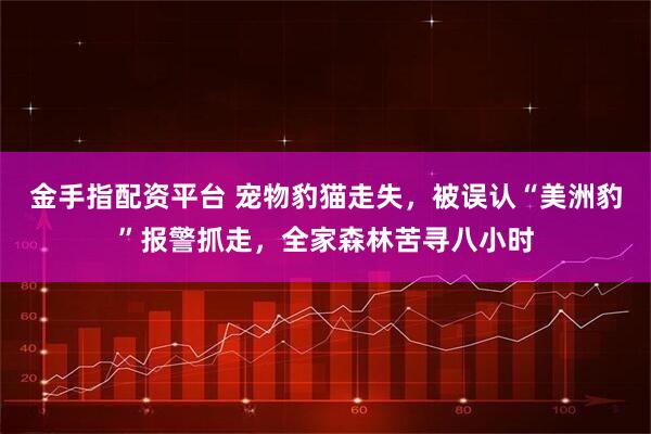 金手指配资平台 宠物豹猫走失，被误认“美洲豹”报警抓走，全家森林苦寻八小时