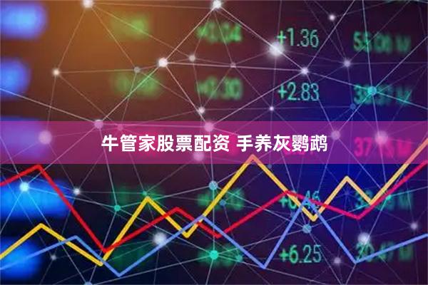 牛管家股票配资 手养灰鹦鹉